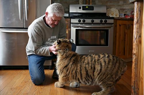 Tiger Owner Photo